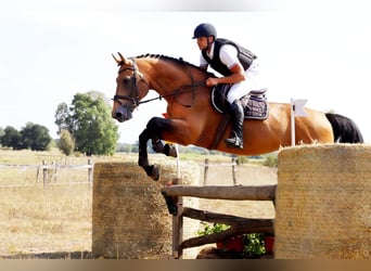 Ungarisches Sportpferd, Hengst, 13 Jahre, 174 cm, Buckskin