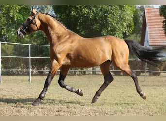 Ungarisches Sportpferd, Hengst, 13 Jahre, 174 cm, Buckskin
