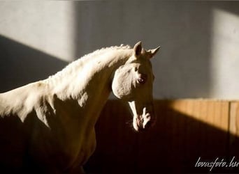 Ungarisches Sportpferd, Hengst, 16 Jahre, 164 cm, Cremello