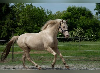 Ungarisches Sportpferd, Hengst, 16 Jahre, 164 cm, Cremello