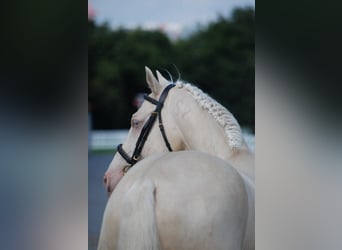 Ungarisches Sportpferd, Hengst, 16 Jahre, 164 cm, Cremello