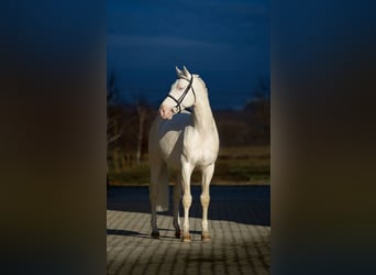Ungarisches Sportpferd, Hengst, 16 Jahre, 164 cm, Cremello