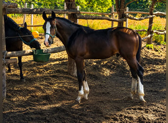 Ungarisches Sportpferd, Hengst, Fohlen (03/2026), 140 cm, Dunkelbrauner