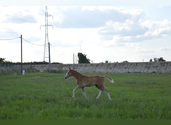 Ungarisches Sportpferd, Hengst, Fohlen (04/2023), 140 cm, Roan-Blue