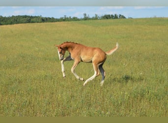 Ungarisches Sportpferd, Hengst, Fohlen (04/2023), 140 cm, Roan-Blue