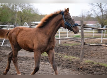 Ungarisches Sportpferd, Hengst, Fohlen (04/2023), 145 cm, Dunkelfuchs