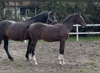 Ungarisches Sportpferd, Hengst, Fohlen (03/2025), 154 cm, Dunkelbrauner