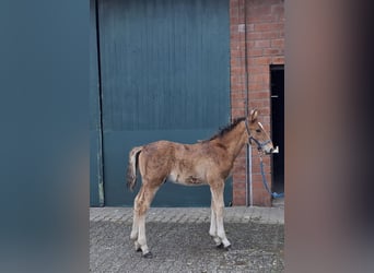 Ungarisches Sportpferd Mix, Hengst, , Hellbrauner