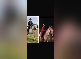 Ungarisches Sportpferd, Stute, 10 Jahre, 148 cm, Fliegenschimmel