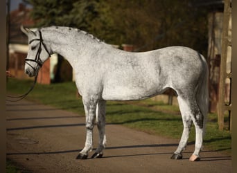 Ungarisches Sportpferd, Stute, 10 Jahre, 155 cm, Schimmel