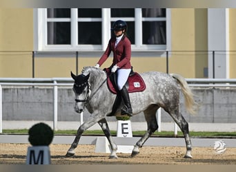 Ungarisches Sportpferd, Stute, 10 Jahre, 156 cm, Apfelschimmel