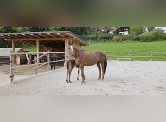 Ungarisches Sportpferd, Stute, 10 Jahre, 160 cm, Fuchs
