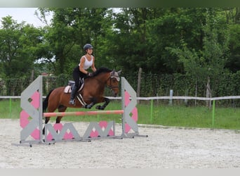 Ungarisches Sportpferd Mix, Stute, 10 Jahre, 160 cm, Rotbrauner