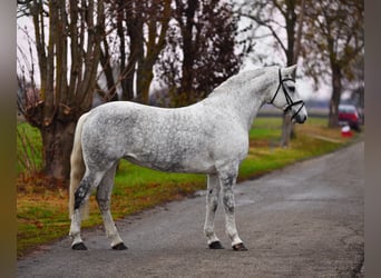 Ungarisches Sportpferd, Stute, 10 Jahre, 160 cm, Schimmel