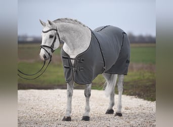 Ungarisches Sportpferd, Stute, 10 Jahre, 160 cm, White