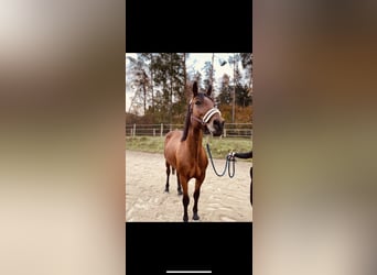 Ungarisches Sportpferd Mix, Stute, 10 Jahre, 163 cm, Brauner