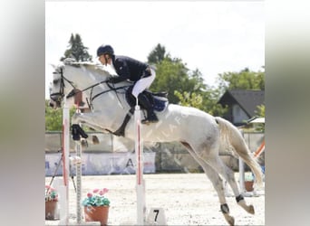 Ungarisches Sportpferd, Stute, 10 Jahre, 165 cm, Schimmel