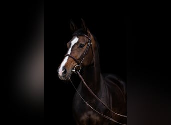 Ungarisches Sportpferd, Stute, 10 Jahre, 168 cm, Dunkelbrauner