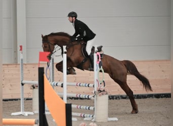 Ungarisches Sportpferd, Stute, 10 Jahre, 172 cm, Dunkelfuchs