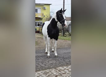 Ungarisches Sportpferd, Stute, 10 Jahre, 175 cm, Schecke