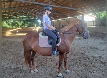 Ungarisches Sportpferd, Stute, 11 Jahre, 148 cm, Fuchs