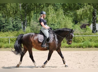 Ungarisches Sportpferd, Stute, 11 Jahre, 155 cm, Brauner