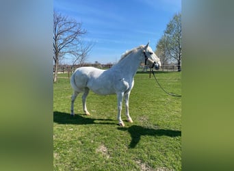 Ungarisches Sportpferd, Stute, 11 Jahre, 160 cm, White