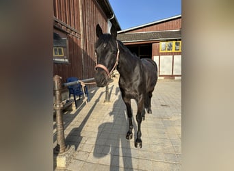 Ungarisches Sportpferd Mix, Stute, 11 Jahre, 162 cm, Schwarzbrauner