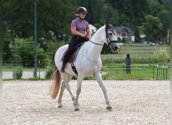 Ungarisches Sportpferd, Stute, 11 Jahre, 163 cm, Schimmel
