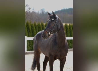 Ungarisches Sportpferd, Stute, 11 Jahre, 166 cm, Rappe
