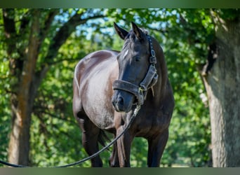 Ungarisches Sportpferd, Stute, 11 Jahre, 166 cm, Rappe