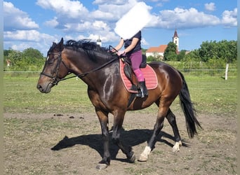 Ungarisches Sportpferd, Stute, 11 Jahre, 169 cm, Rotbrauner