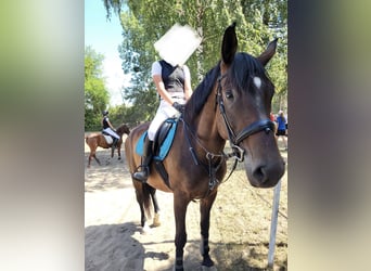 Ungarisches Sportpferd, Stute, 11 Jahre, 169 cm, Rotbrauner