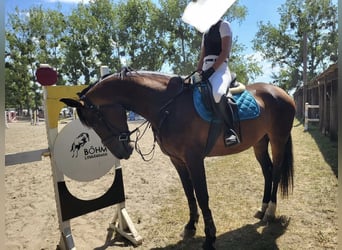 Ungarisches Sportpferd, Stute, 11 Jahre, 169 cm, Rotbrauner