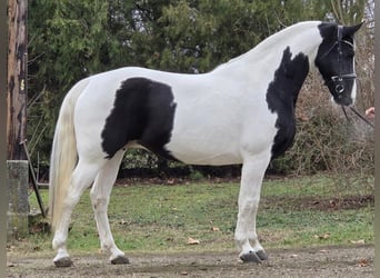 Ungarisches Sportpferd, Stute, 11 Jahre, 175 cm