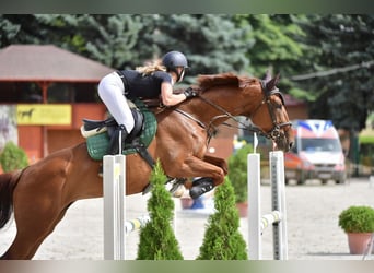 Ungarisches Sportpferd, Stute, 11 Jahre, Dunkelfuchs