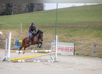 Ungarisches Sportpferd, Stute, 12 Jahre, 130 cm, Brauner