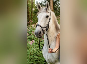 Ungarisches Sportpferd, Stute, 12 Jahre, 152 cm
