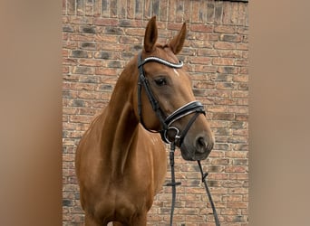 Ungarisches Sportpferd, Stute, 12 Jahre, 162 cm, Fuchs