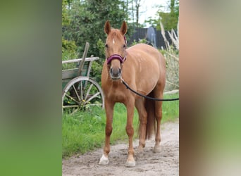 Ungarisches Sportpferd, Stute, 12 Jahre, 162 cm, Fuchs