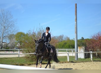 Ungarisches Sportpferd Mix, Stute, 12 Jahre, 165 cm, Rappe