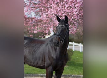 Ungarisches Sportpferd, Stute, 12 Jahre, 166 cm, Rappe