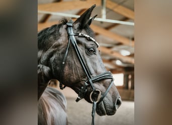 Ungarisches Sportpferd, Stute, 12 Jahre, 166 cm, Rappe
