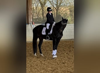 Ungarisches Sportpferd, Stute, 12 Jahre, 166 cm, Rappe