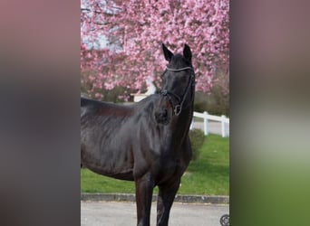 Ungarisches Sportpferd, Stute, 12 Jahre, 166 cm, Rappe