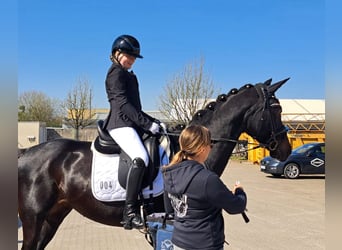Ungarisches Sportpferd, Stute, 12 Jahre, 166 cm, Rappe