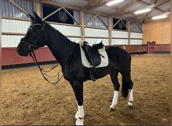 Ungarisches Sportpferd, Stute, 12 Jahre, 166 cm, Rappe