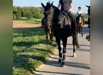 Ungarisches Sportpferd, Stute, 12 Jahre, 166 cm, Rappe