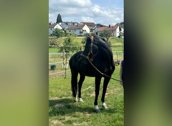 Ungarisches Sportpferd, Stute, 12 Jahre, 166 cm, Rappe