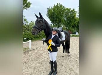 Ungarisches Sportpferd, Stute, 12 Jahre, 166 cm, Rappe